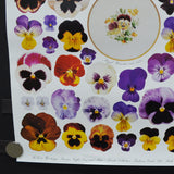 Pansies, Coffee Can + Plate Poster or Wrapping Paper Sheet - 19.5" x 27.5"