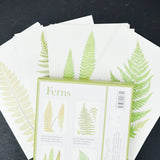 Ferns Botanical Illustration Cards with Envelopes - 13 Sets
