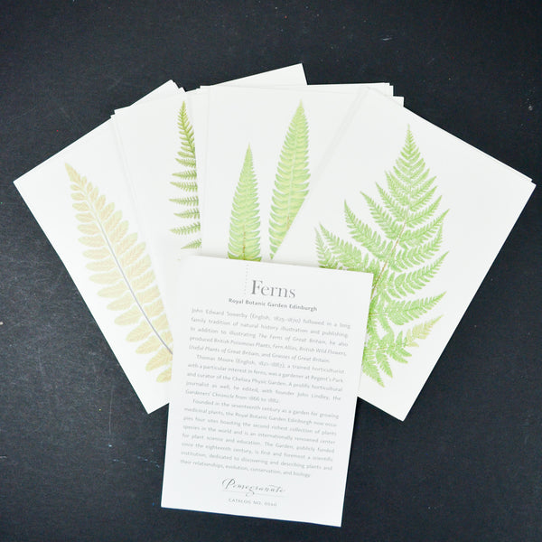 Ferns Botanical Illustration Cards with Envelopes - 13 Sets
